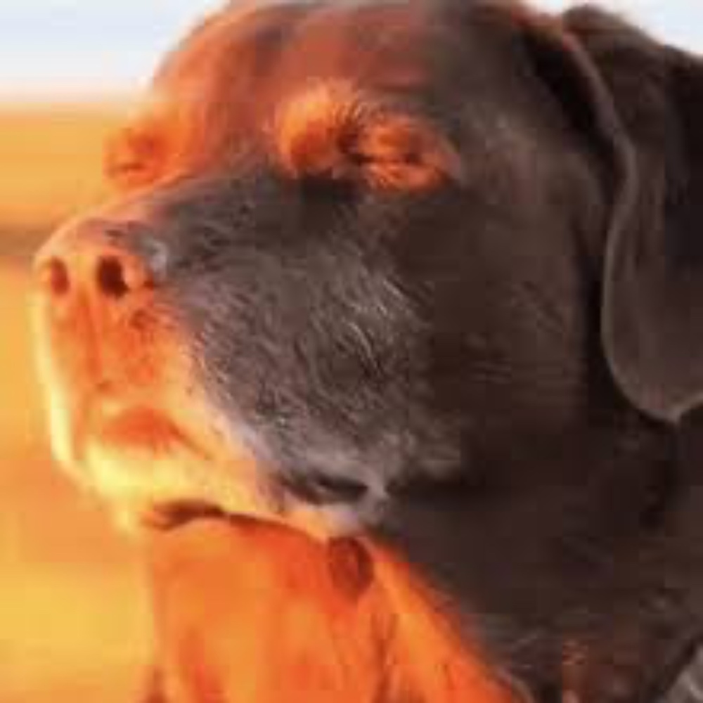 Meet your Posher, Bleep